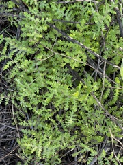 Eucrypta chrysanthemifolia