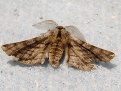 Apochima flabellaria