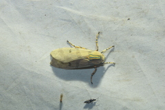 Halysidota cinctipes