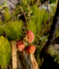 Tritoniopsis parviflora