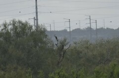 Buteo lineatus texanus