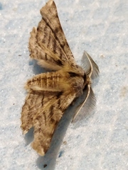 Apochima flabellaria