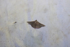 Banisia