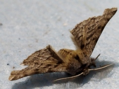 Apochima flabellaria