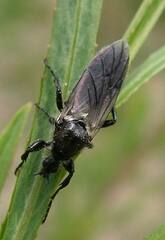 Bibio albipennis