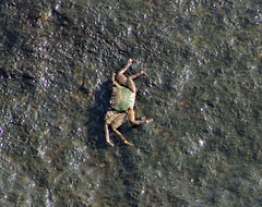 Grapsus albolineatus