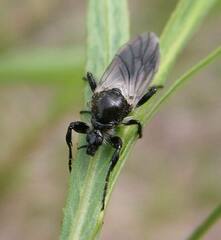 Bibio albipennis