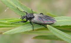 Bibio albipennis