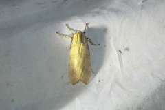 Halysidota cinctipes