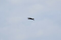 Caracara plancus cheriway