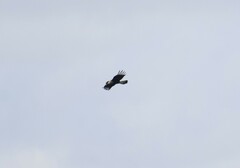 Caracara plancus cheriway