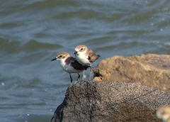 Charadrius mongolus
