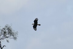Caracara plancus cheriway