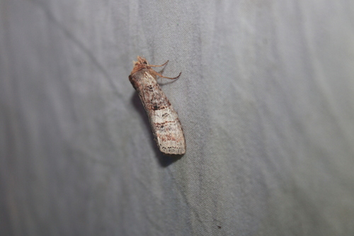 Nystalea indiana