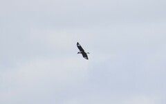 Caracara plancus cheriway