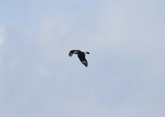 Caracara plancus cheriway
