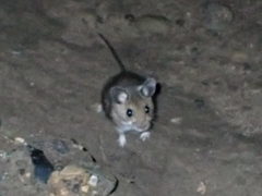 Peromyscus gambelii