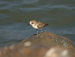 Charadrius mongolus