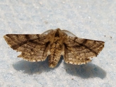 Apochima flabellaria
