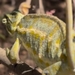 Spurless Basilisk Chameleon - Photo (c) A. Geremew, some rights reserved (CC BY-NC), uploaded by A. Geremew