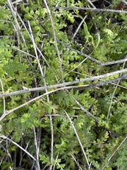 Eucrypta chrysanthemifolia
