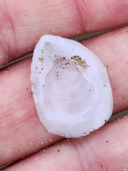 Maoricrypta sodalis