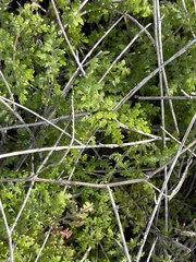 Eucrypta chrysanthemifolia