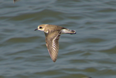 Charadrius mongolus