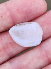Maoricrypta sodalis