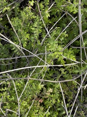 Eucrypta chrysanthemifolia