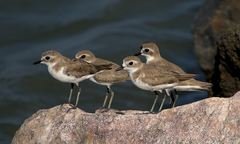 Charadrius mongolus