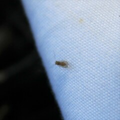 Ectopsocidae