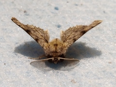 Apochima flabellaria