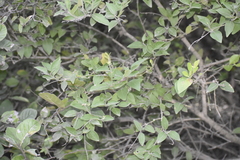 Citharexylum berlandieri