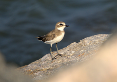 Charadrius mongolus