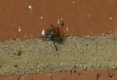 Euparius marmoreus
