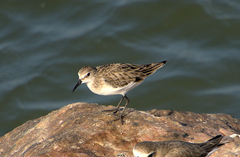 Calidris minuta