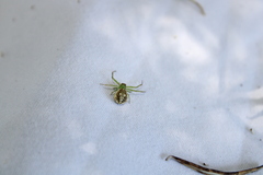 Diaea