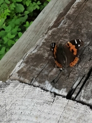 Vanessa vulcania