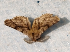 Apochima flabellaria