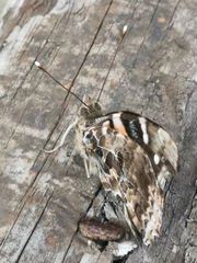 Vanessa vulcania