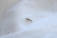 Stathmopoda plumbiflua