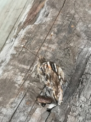 Vanessa vulcania
