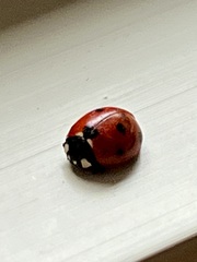 Coccinella septempunctata