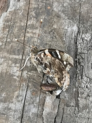 Vanessa vulcania