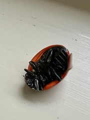 Coccinella septempunctata