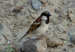 Passer domesticus