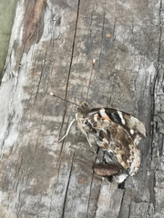 Vanessa vulcania