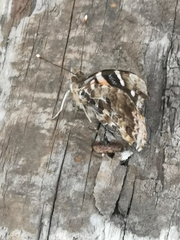 Vanessa vulcania