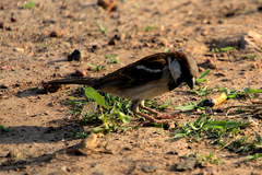 Passer domesticus